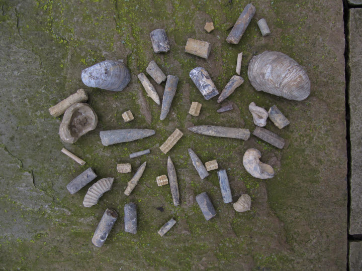 belamite fossils found